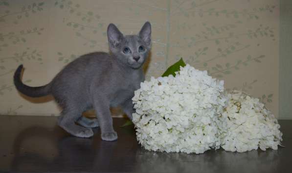 Чистокровные котята Русской голубой