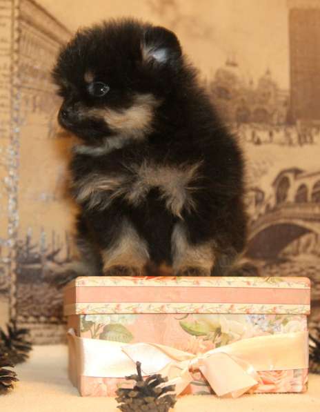 Померанского шпица щенки в Москве фото 4