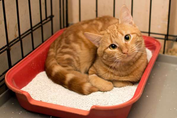 Ищет дом рыжее солнышко Асмодей