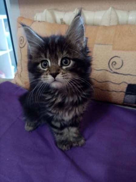 Трое славных мейн-кун в Саратове фото 4