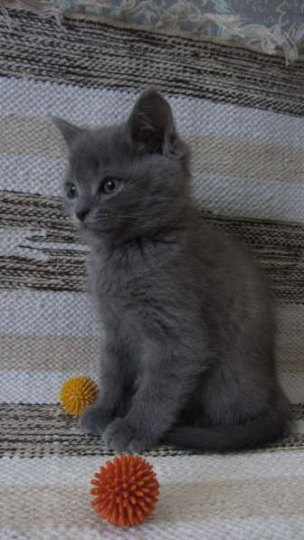 Британский котенок в Москве фото 3