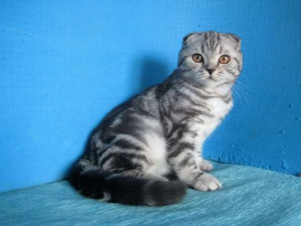 Кошечка с ярким контрастным мраморным окрасом в Казани фото 5