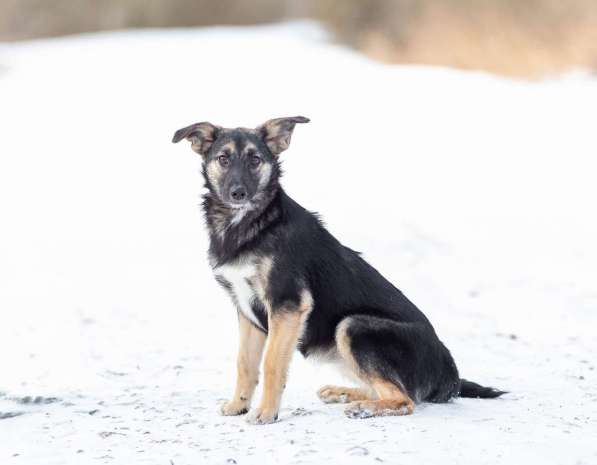Весёлая девочка Золушка в самые добрые руки! в Москве фото 3