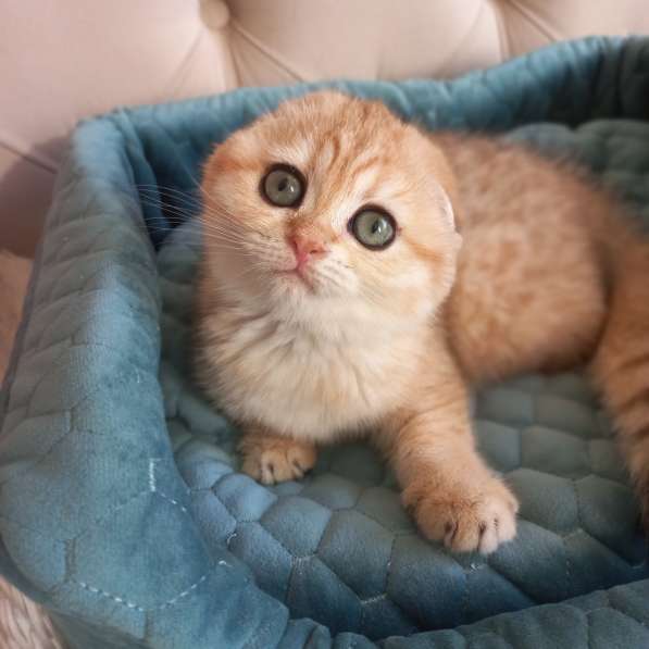 Вислоухие котята в Краснодаре фото 4