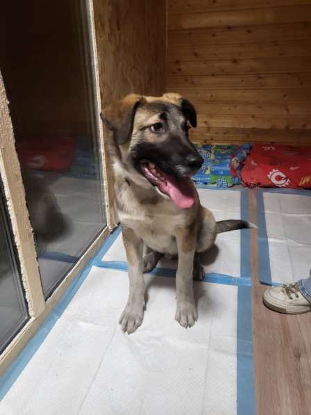 Джим ищет любящих хозяев! в Видном