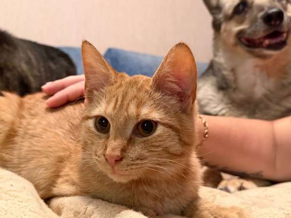 Хороший ласковый котёнок-рыжик в Санкт-Петербурге фото 4