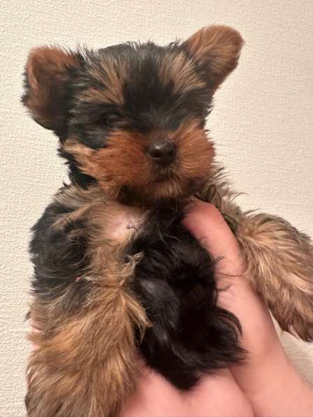 Йоширский терьер