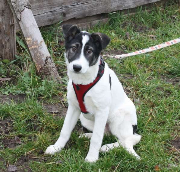 Ласковая малышка Панда в поисках своей семьи в Москве фото 9