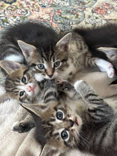 Котята в добрые руки в Домодедове фото 3