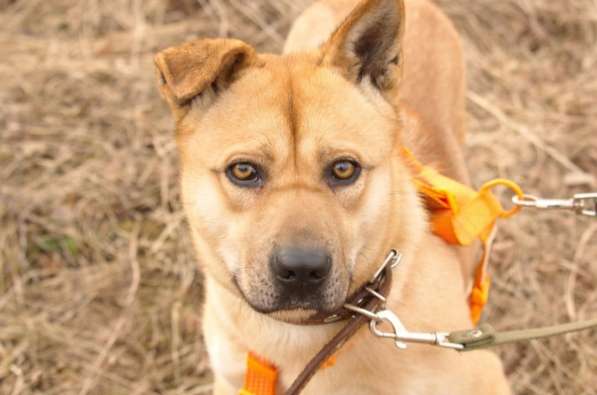 Джо и Ася ищут хоязина