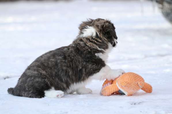 Щенок вельш корги кардиган в Москве фото 6