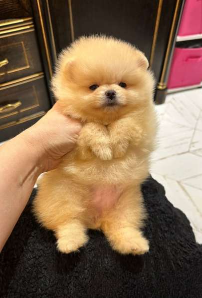 Pomeranski Mini Shpic Pomeranian Spitz Померанские Мини шпиц в фото 4