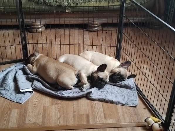 Щенки из питомника РКФ в Москве фото 3