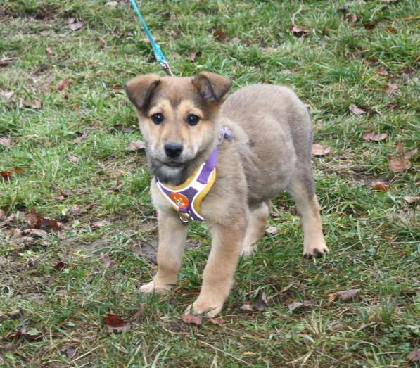 Малышка Нюша очень ждет своего родного ЧЕЛОВЕКА в Москве фото 3