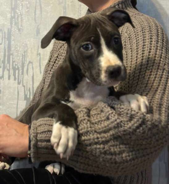 Голубая девочка Амстаффтерьера в Москве