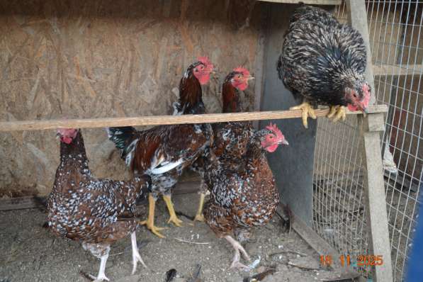 Продам породистых петушков в фото 4