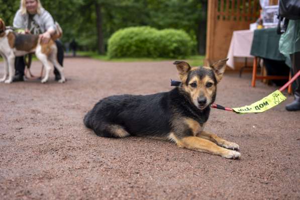 Красивая собачка размером с таксу в Санкт-Петербурге фото 4