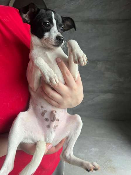 Щенок той-фокстерьера Дольче в дар