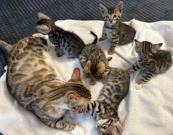 Продаются бенгальские котята в Санкт-Петербурге фото 6
