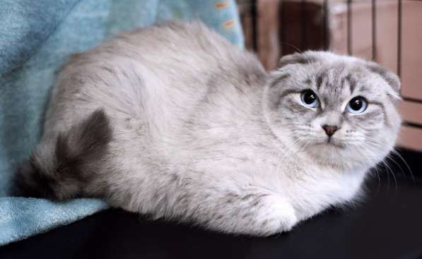 Шотландская вислоухая голубоглазая Лора в дар в Москве фото 3