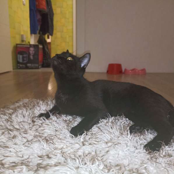 Обаяшка в дар. Котик