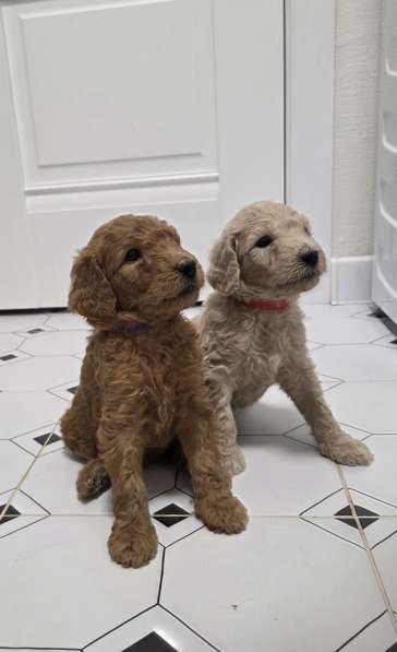 Шикарные щенки королевского пуделя