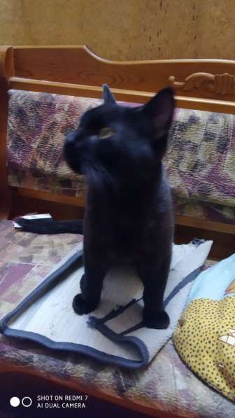 Благородный черный принц в Санкт-Петербурге