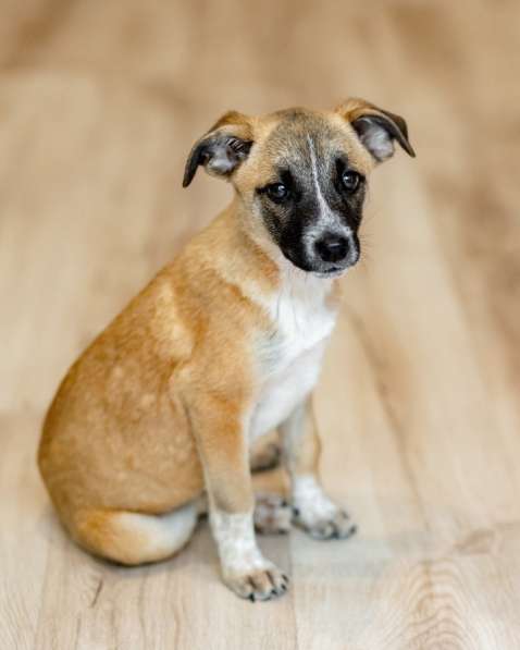 Комочек ласки и нежности Лизи ищет дом в Москве фото 4