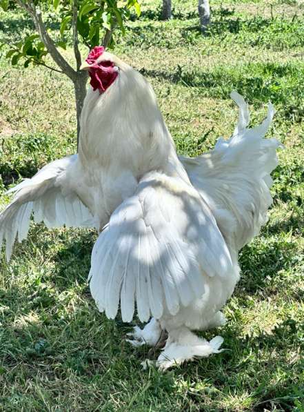 Брама Белая в Крымске фото 3