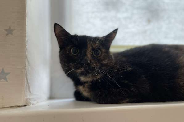 Чудесная кошечка котенок Корица ищет дом и семью! в фото 9