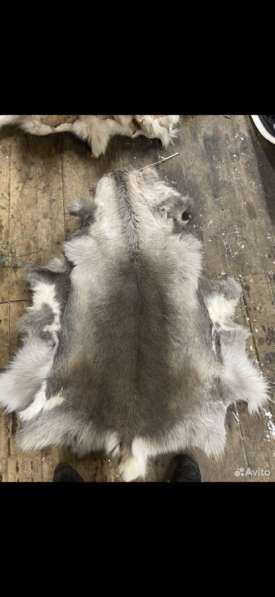 Шкура оленя (много шкур)