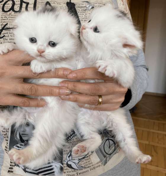 Шотландский белый вислоухий котёнок / Scottish Fold (white) в 