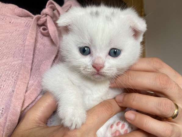 Шотландский белый вислоухий котёнок / Scottish Fold (white) в фото 15