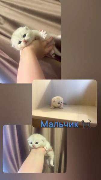 Котята шиншилы в Михайловке фото 7
