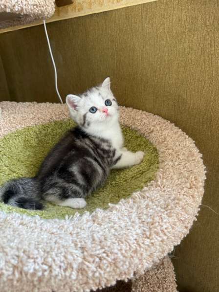 Британские котята в 