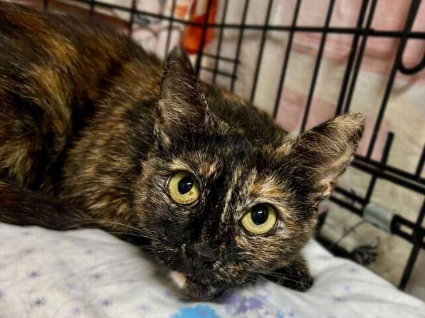 В добрые руки черепаховая кошечка Муся!