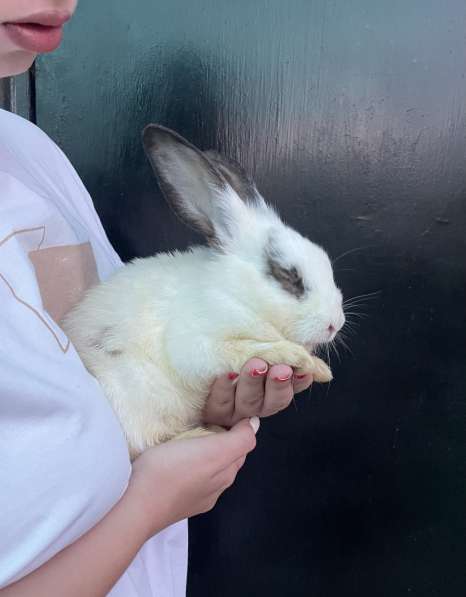 Декоративный кролик в Астрахани фото 4
