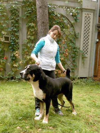 Продаются подрощенные САО