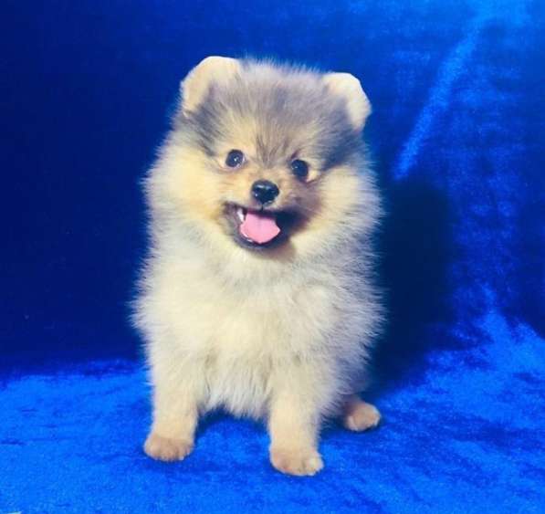 Щеночки шпица