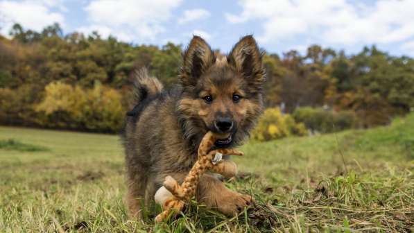 Дрессировка собак всех пород в Зеленограде