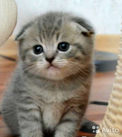 Котята вислоухие и прямоухие в Костроме фото 13