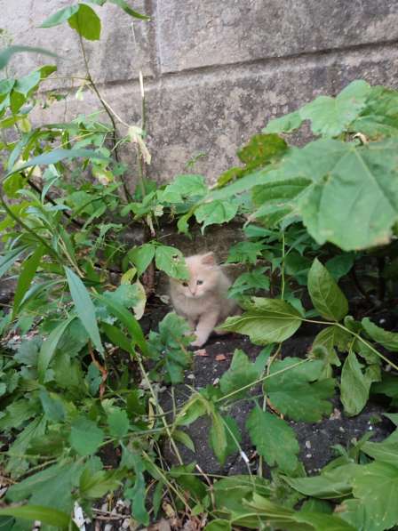 Милые котята в добрые руки в Воронеже фото 4