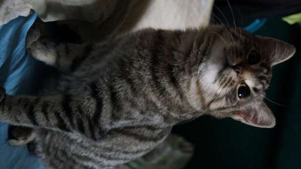 Котенок Тёмка в Москве фото 6