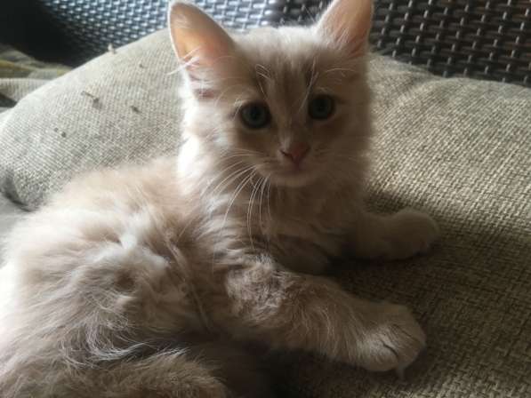 Котята в хорошие руки в Москве фото 4