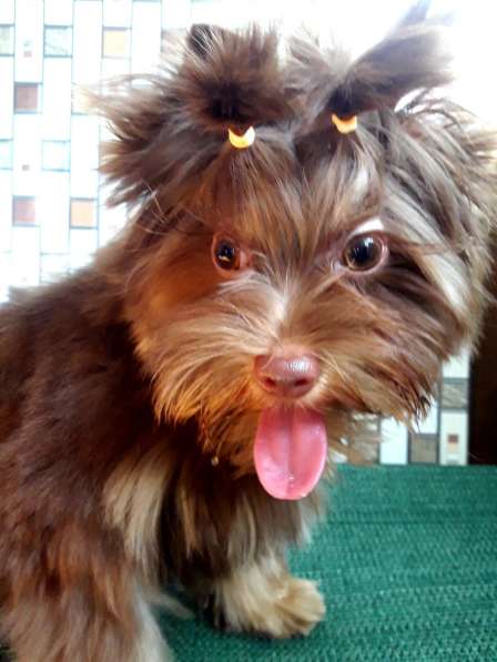 Шоколадный йорк в 