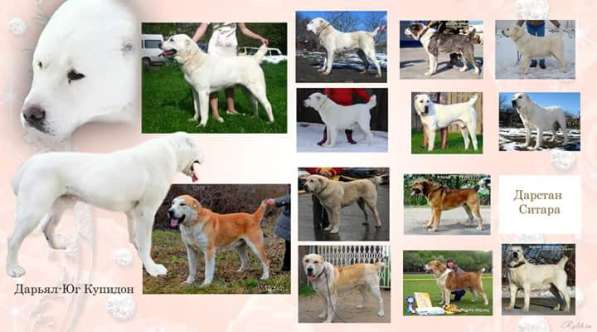 Щенки сао в Новосибирске фото 8