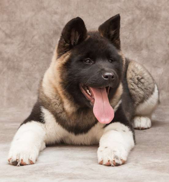 Американская акита, девочка в фото 6