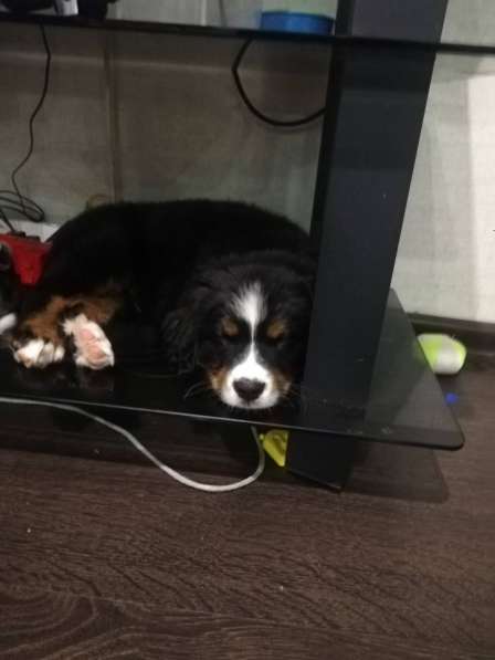 Bernese Mountain Dog в фото 4