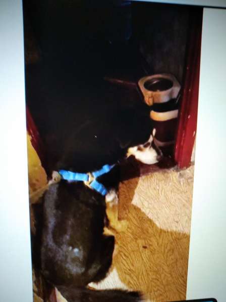 Бруно ищет хозяев в Москве