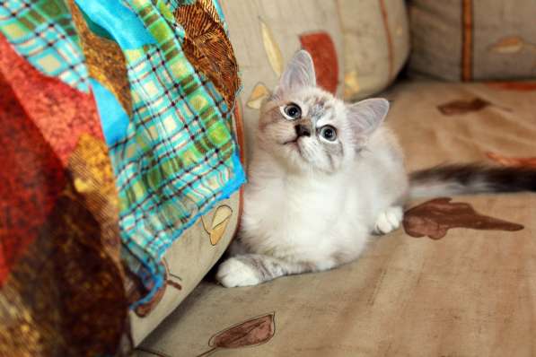 Маленькая ласкушка Сессиль, котенок 3 мес в добрые руки в Калуге фото 6